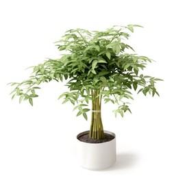 南天竹