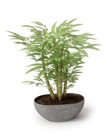 毛竹