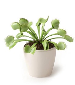 捕蝇革