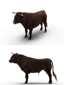 3dmax模型野牛公牛