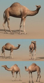3dmax模型骆驼