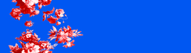 定位花