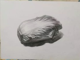 素描白菜