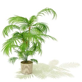 夏威夷椰子