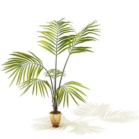 散尾葵