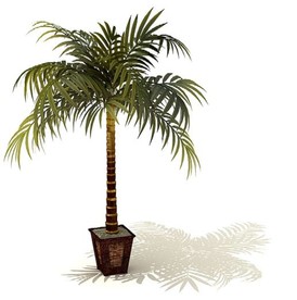 袖珍椰子树