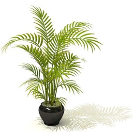 袖珍椰子