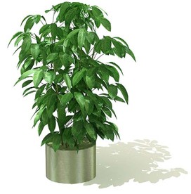 3D模型之室内植物