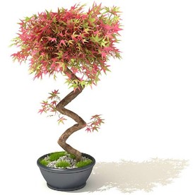 鸡爪槭