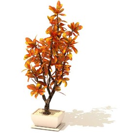石榴花