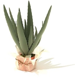 芦荟