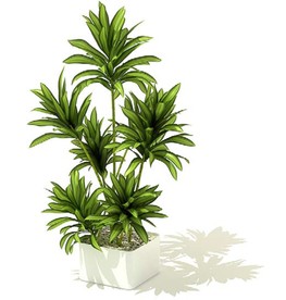 密叶竹蕉