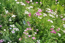 野花组合在园林绿化中的应用