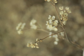 可爱小黄花