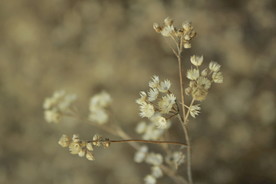一朵小黄花花