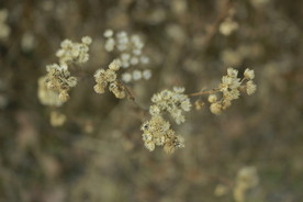 一朵小黄花