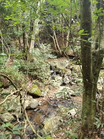 森林山泉水