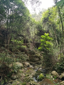 南方原始森林