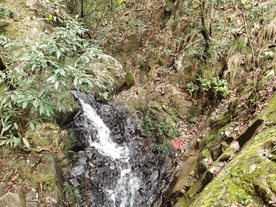 森林潺潺流水