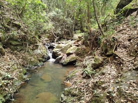 树林风景 溪水