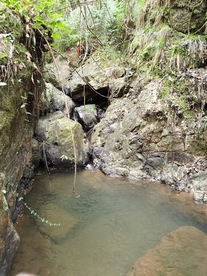森林水池