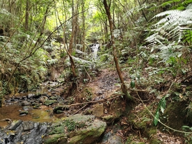 森林自然 山水
