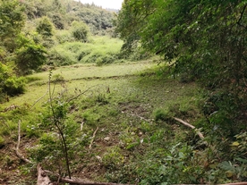 山谷  森林