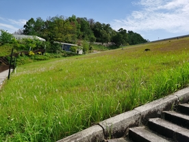 益塘水库绿草地