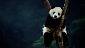 壁纸   好看   桌面