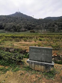 西湖龙井茶基地