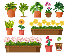 盆栽 植物 摆件