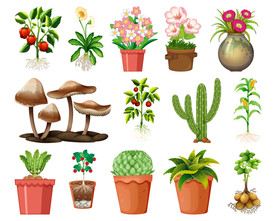 盆栽 植物 摆件