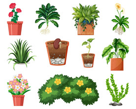 盆栽 植物 摆件