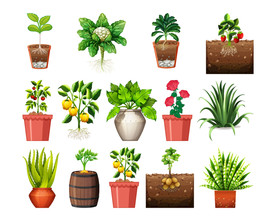 盆栽 植物 摆件