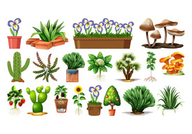 盆栽 植物 摆件