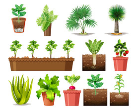 盆栽 植物 摆件