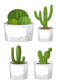 盆栽 植物 摆件