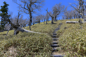 山