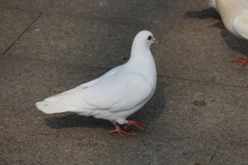 白鸽