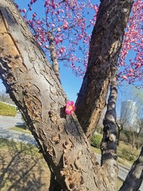 新花枝头粉色