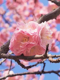 桃花微距