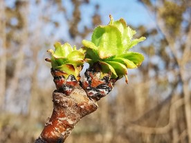 春天的新枝