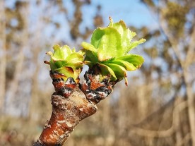 嫩芽