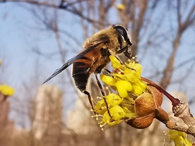 花蕾上的蜜蜂