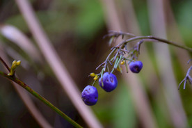 山菅
