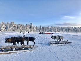 俄罗斯驯鹿森林雪景摄影