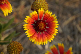 花草