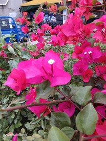 梅花 六角梅