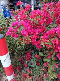 梅花 六角梅