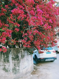 梅花 六角梅